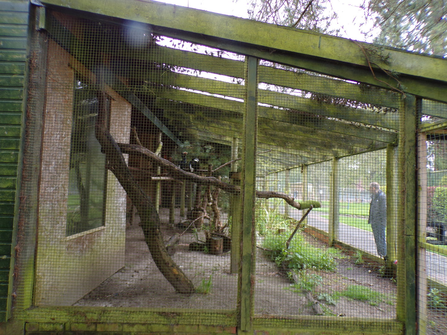 Silvery-cheeked hornbill enclosure 7.5.23