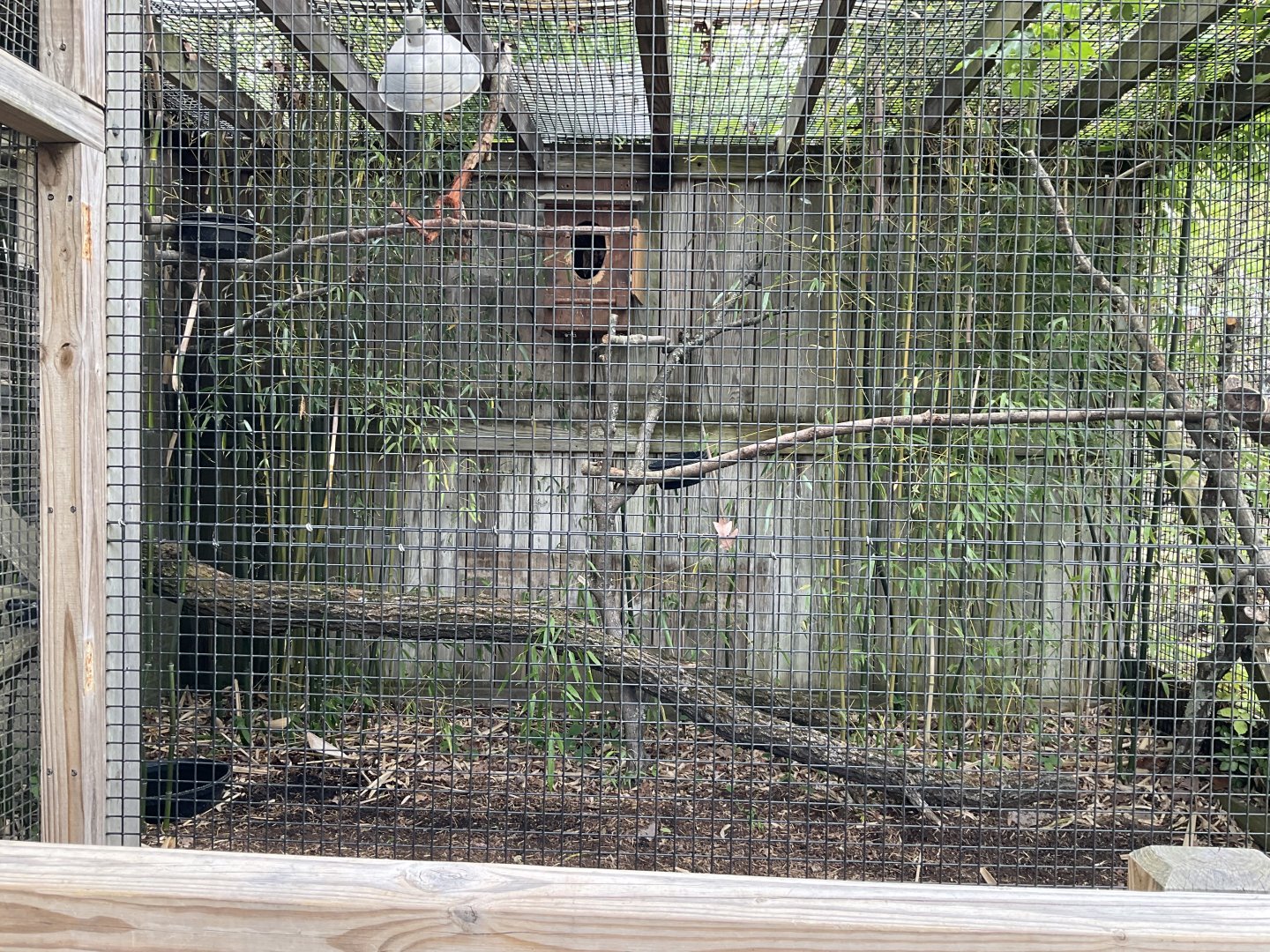 Silvery-cheeked Hornbill Enclosure