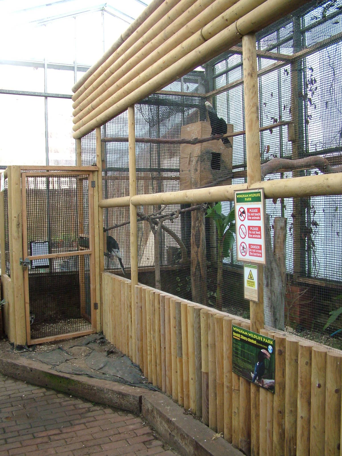 Silvery-cheeked Hornbill exhibit at Wingham 28/11/09