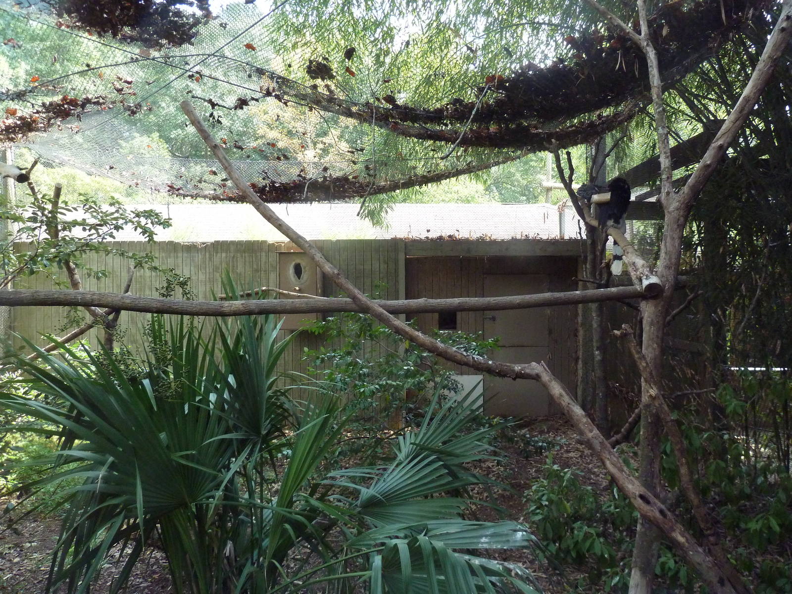 Silvery-Cheeked Hornbill Exhibit