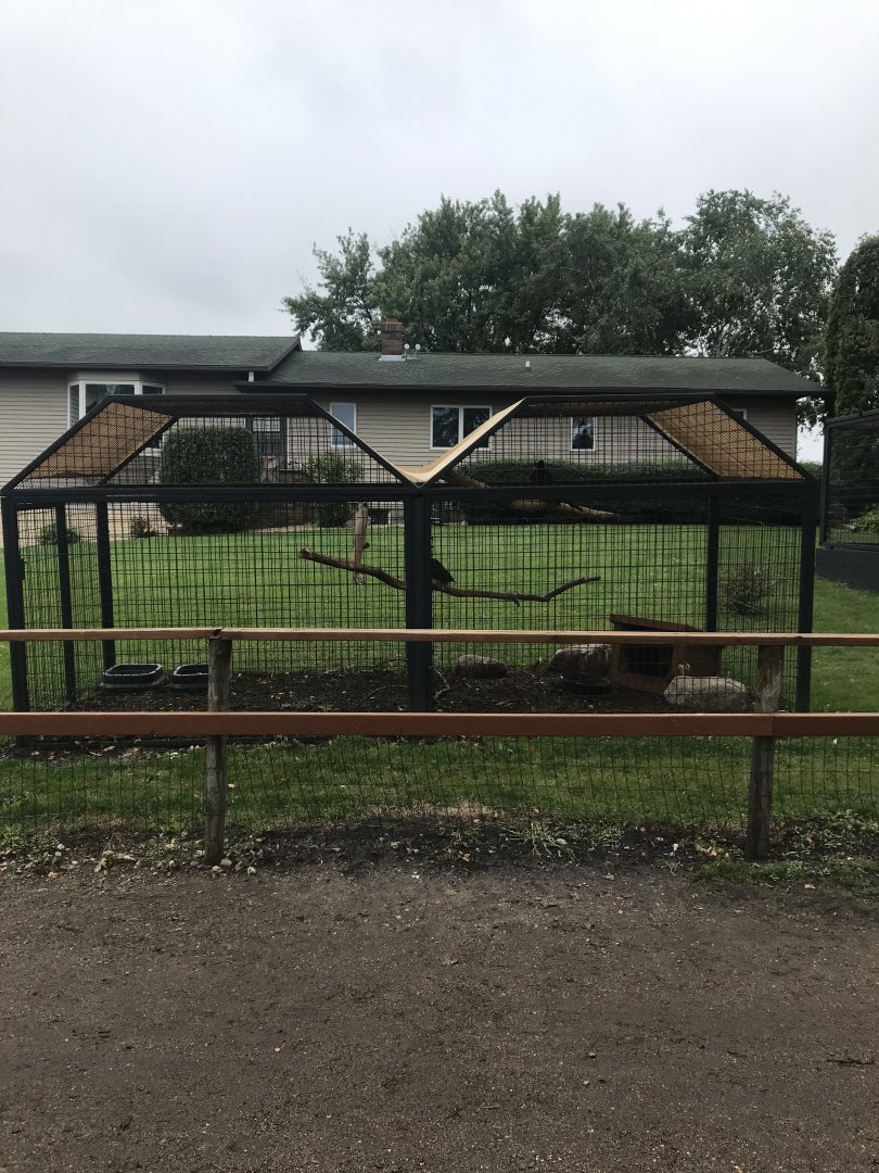Silvery-Cheeked Hornbill Exhibit