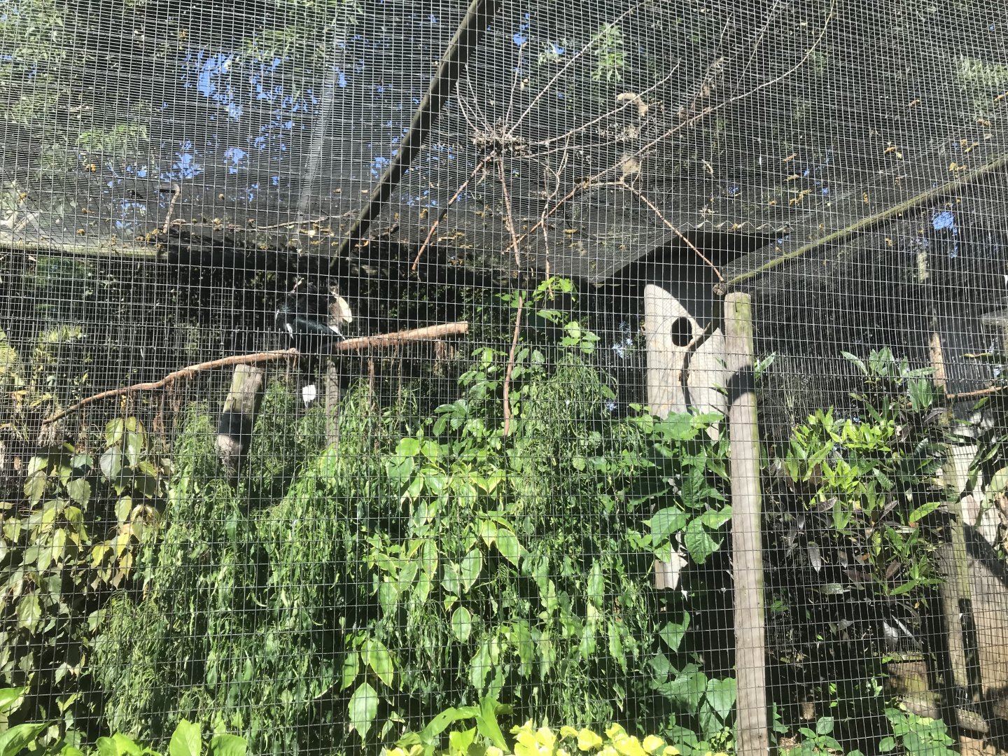 Silvery-Cheeked Hornbill Exhibit
