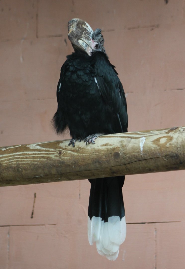 Silvery-cheeked hornbill - female