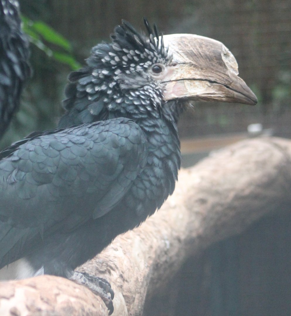Silvery-cheeked hornbill - female