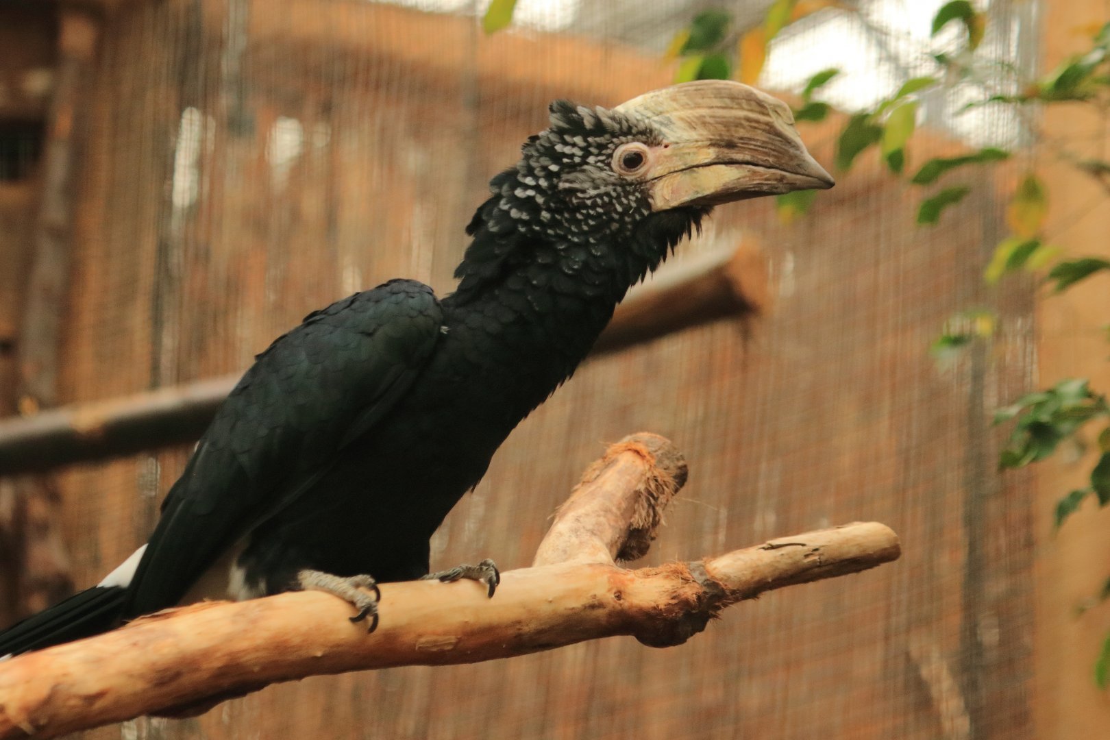 Silvery-cheeked hornbill (July 2020)
