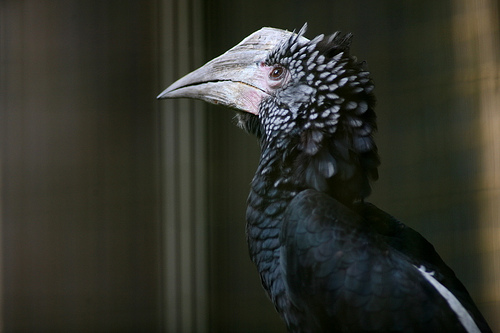 Silvery Cheeked Hornbill, Jurong Bird Park
