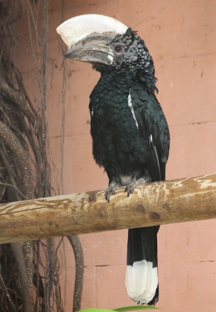 Silvery-cheeked hornbill - male