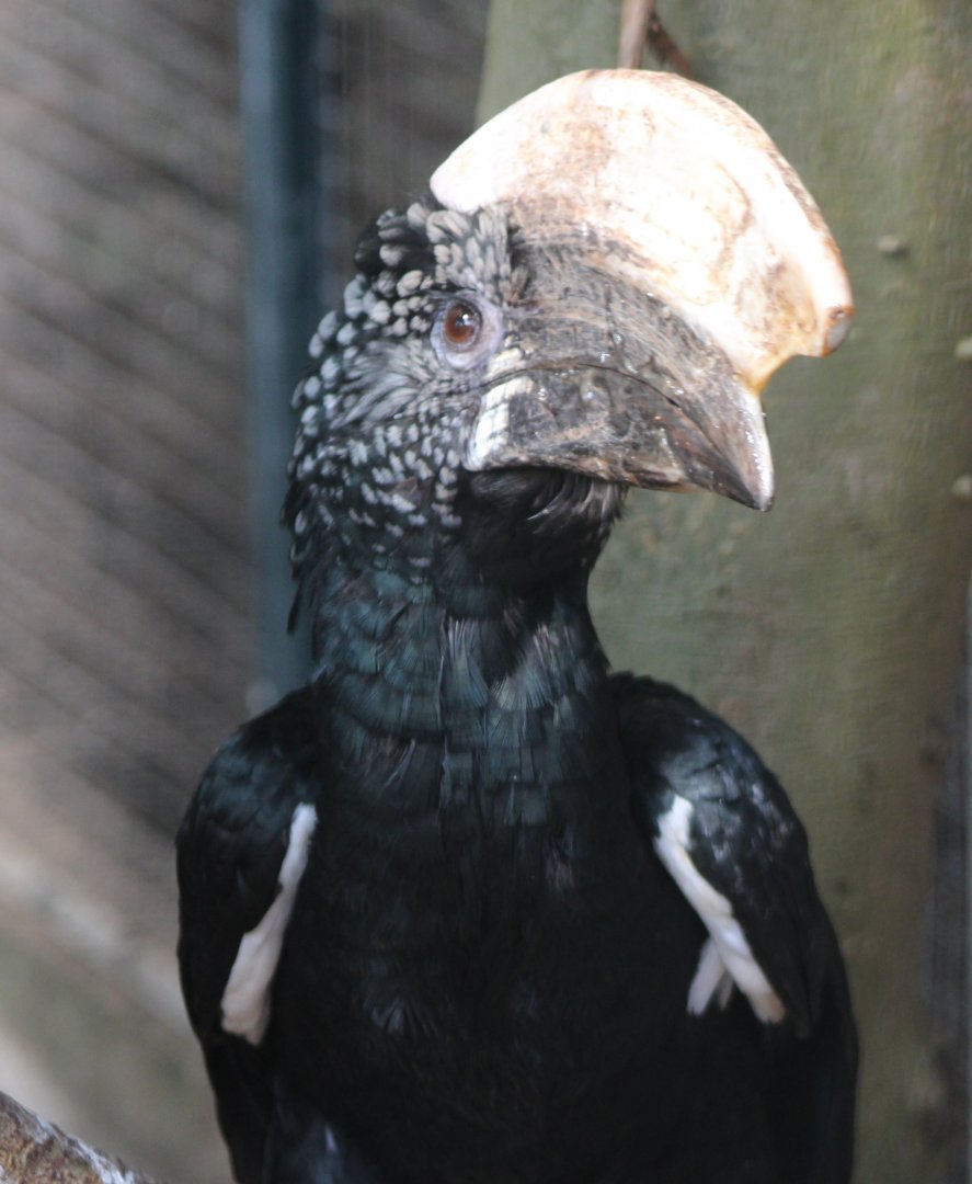 Silvery-cheeked hornbill - male
