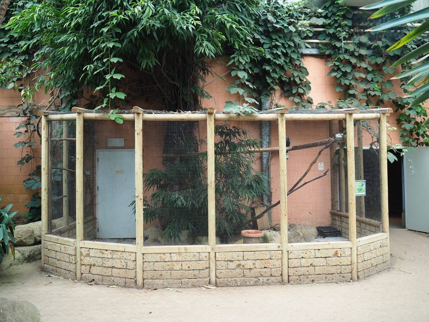 Silvery-cheeked hornbill - Masked lapwing - Southern lapwing aviary (Aug 28th, 2018)