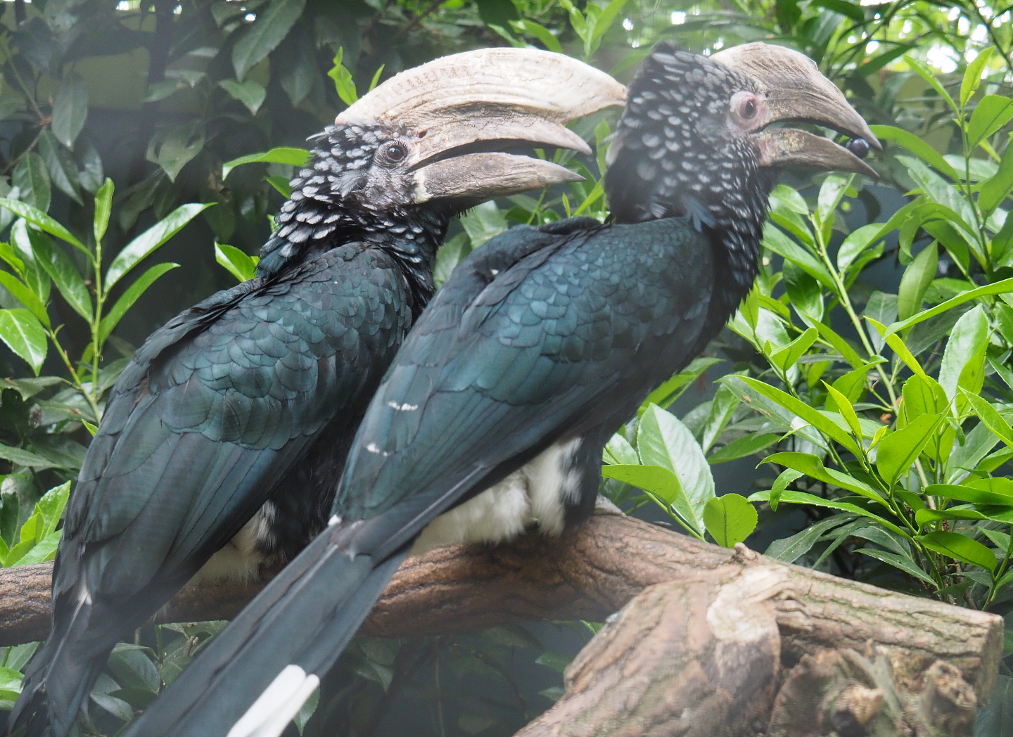 Silvery-cheeked hornbill pair (Bycanistes brevis), 2019-05-25