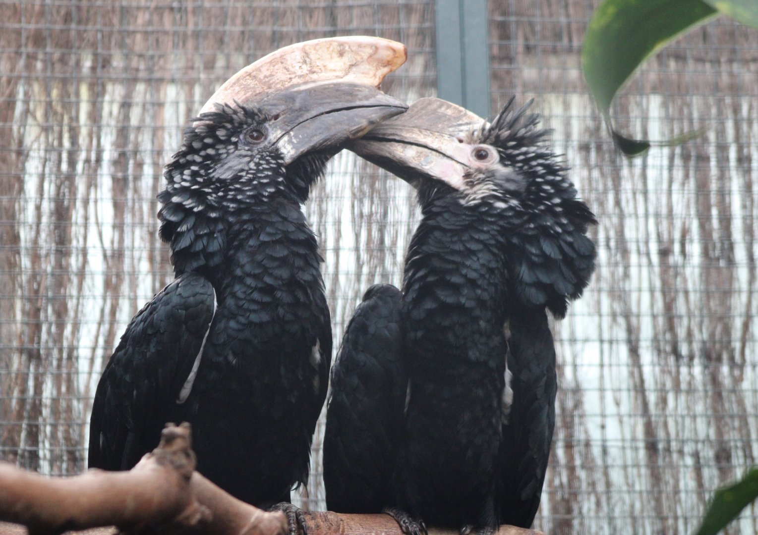 Silvery-cheeked hornbill-pair