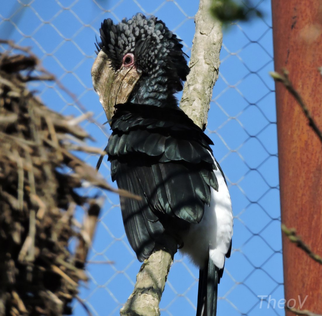Silvery-cheeked hornbill - Sanctuaire des okapis [2015]