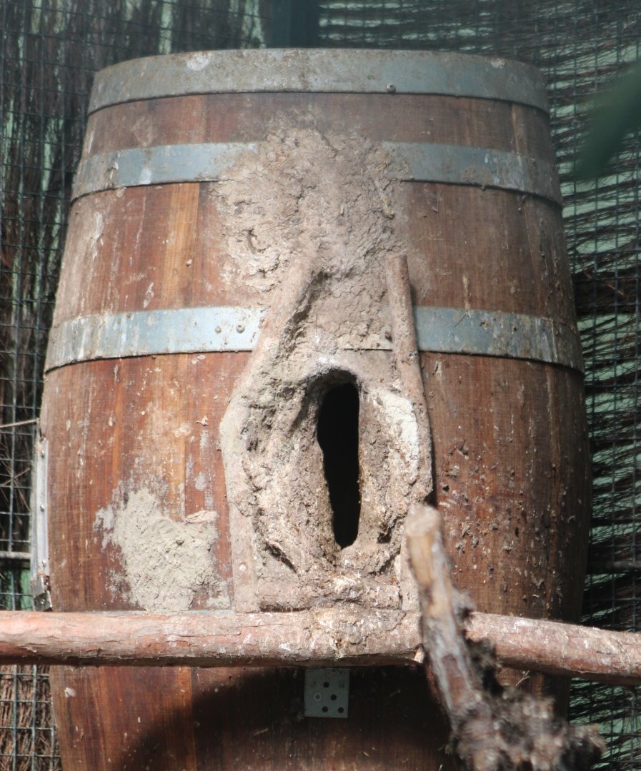 Silvery-cheeked hornbill sealed in the nest