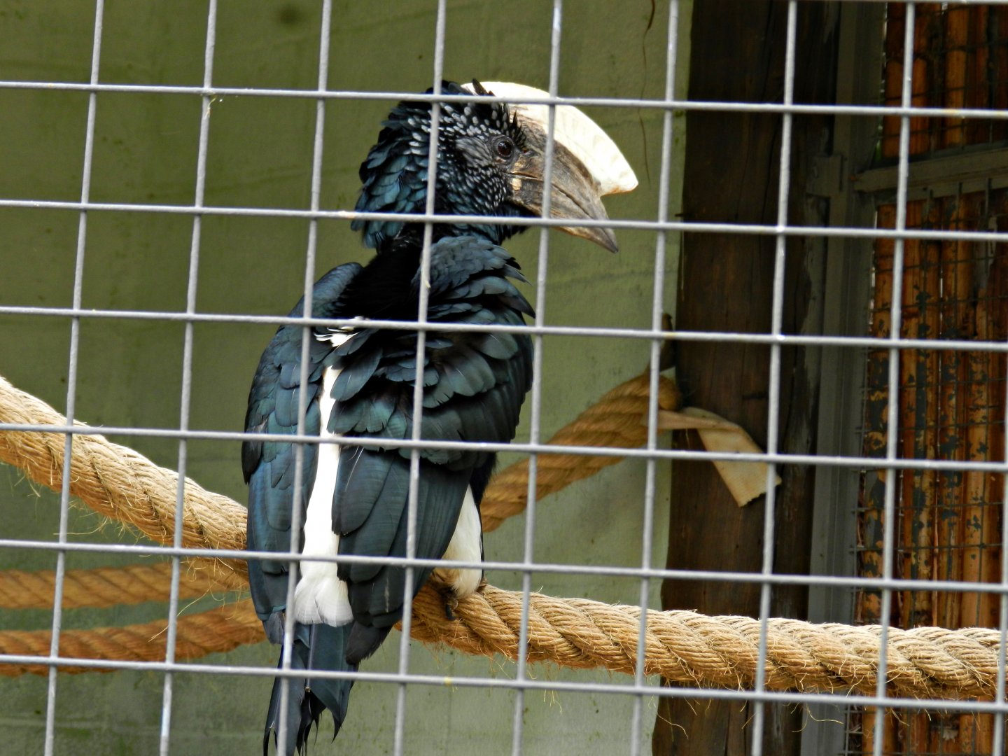 Silvery-cheeked hornbill - Sorocaba zoo (PZMQB)