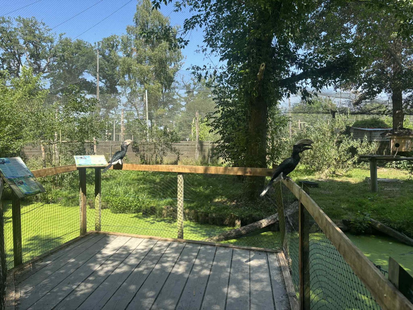 Silvery-cheeked hornbill walkthrough aviary