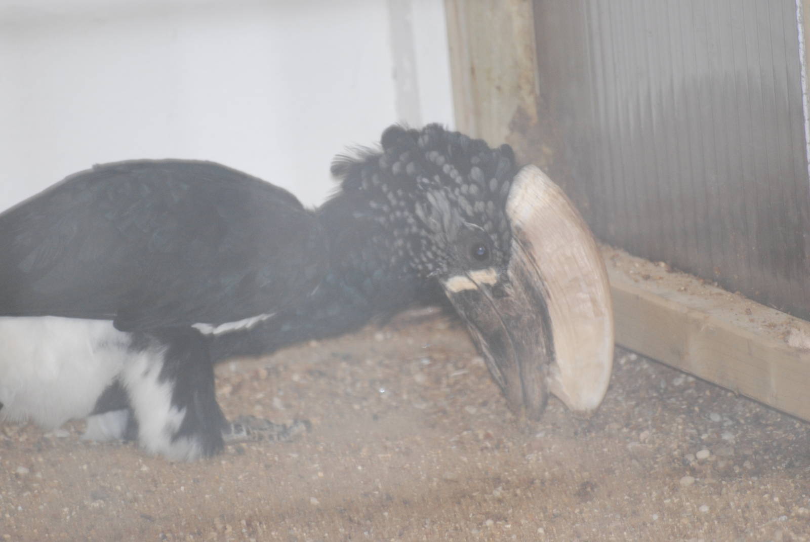 Silvery-cheeked hornbill