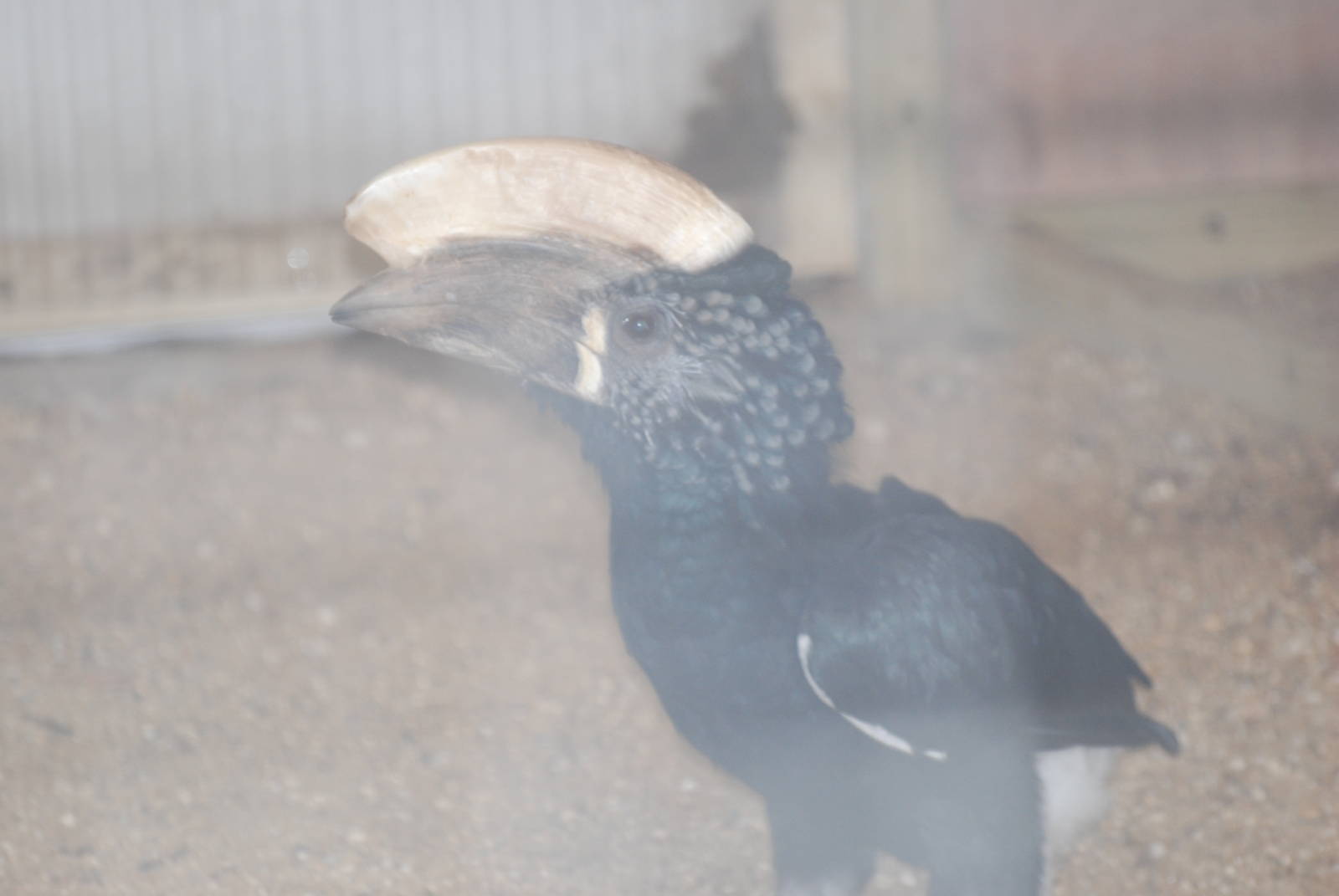 Silvery-cheeked hornbill