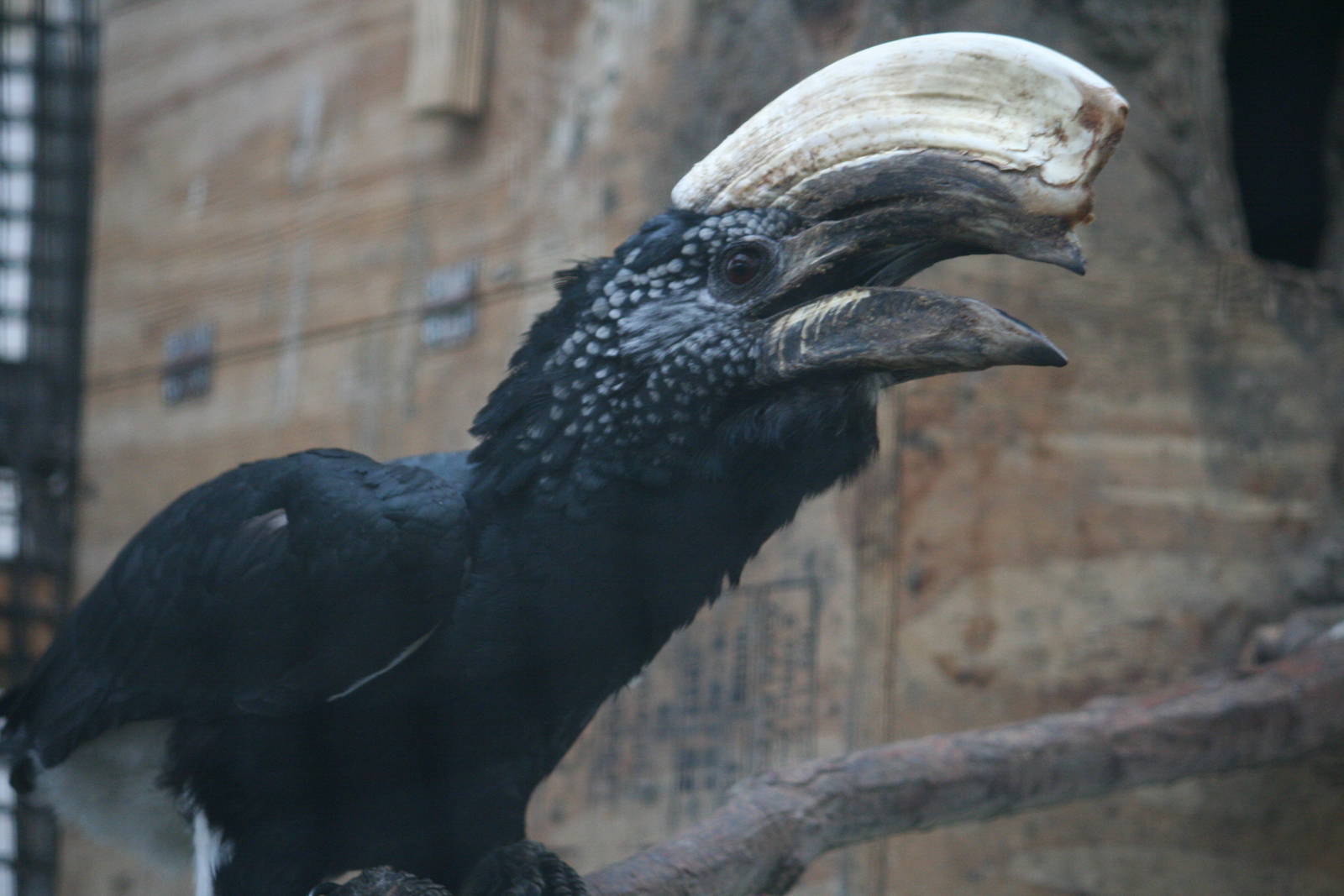 Silvery-cheeked hornbill?