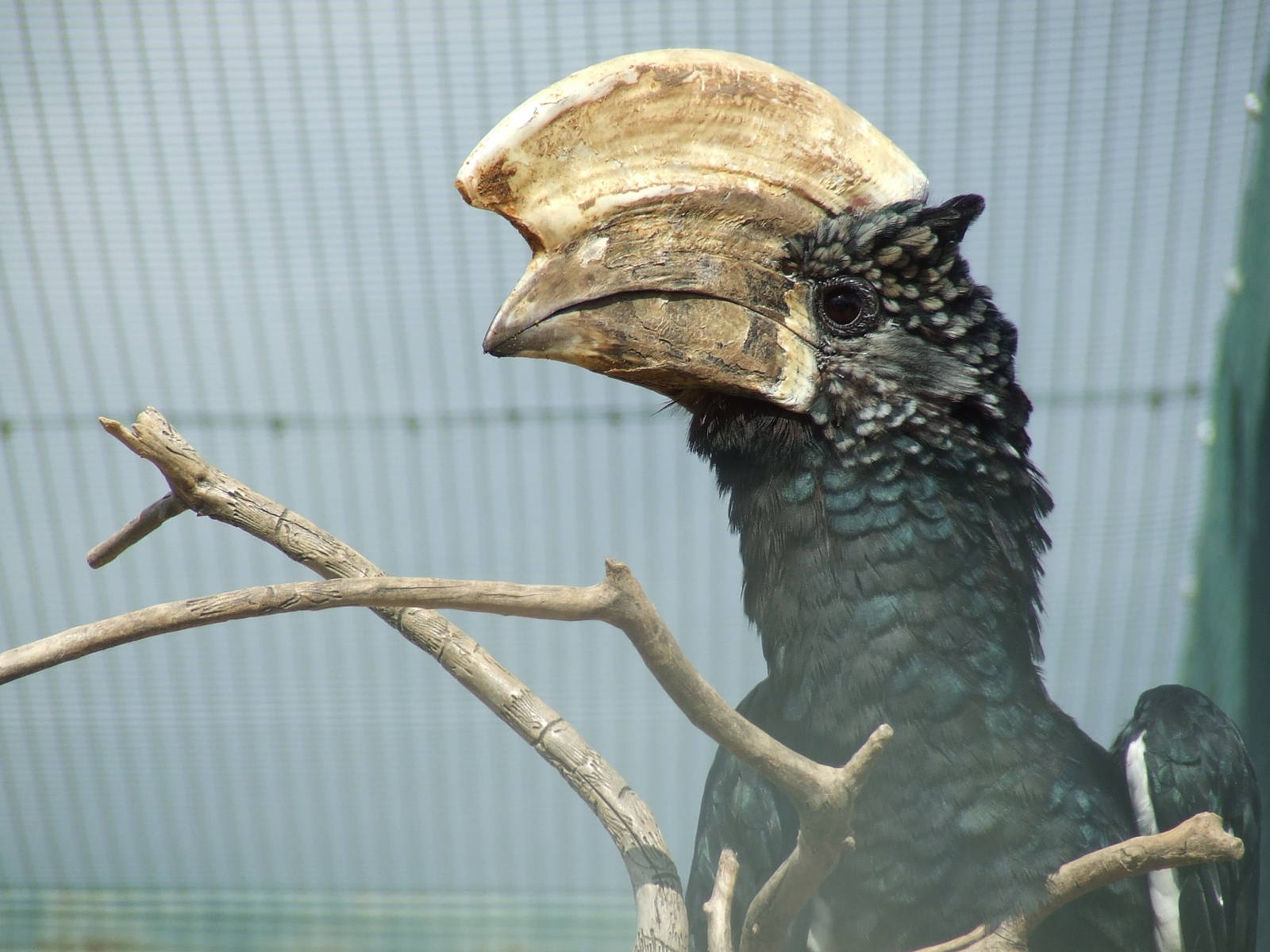 Silvery cheeked hornbill