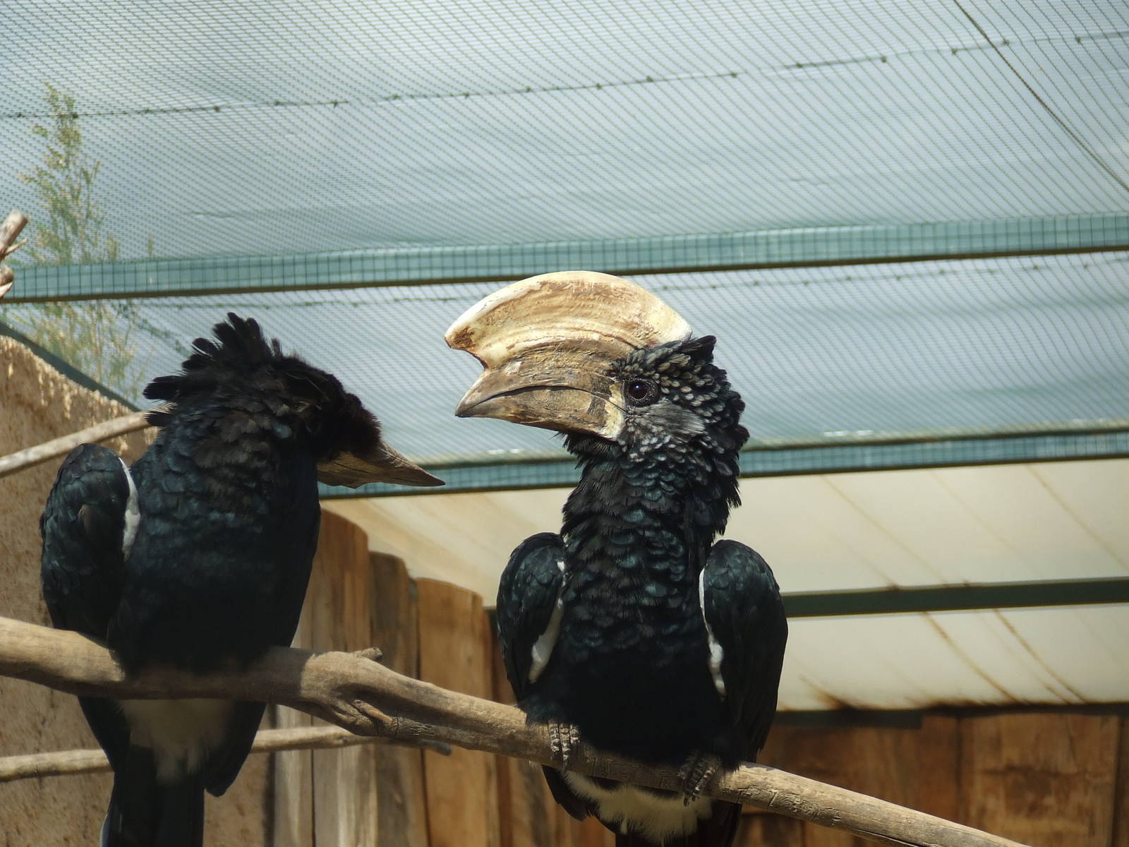 Silvery cheeked hornbill