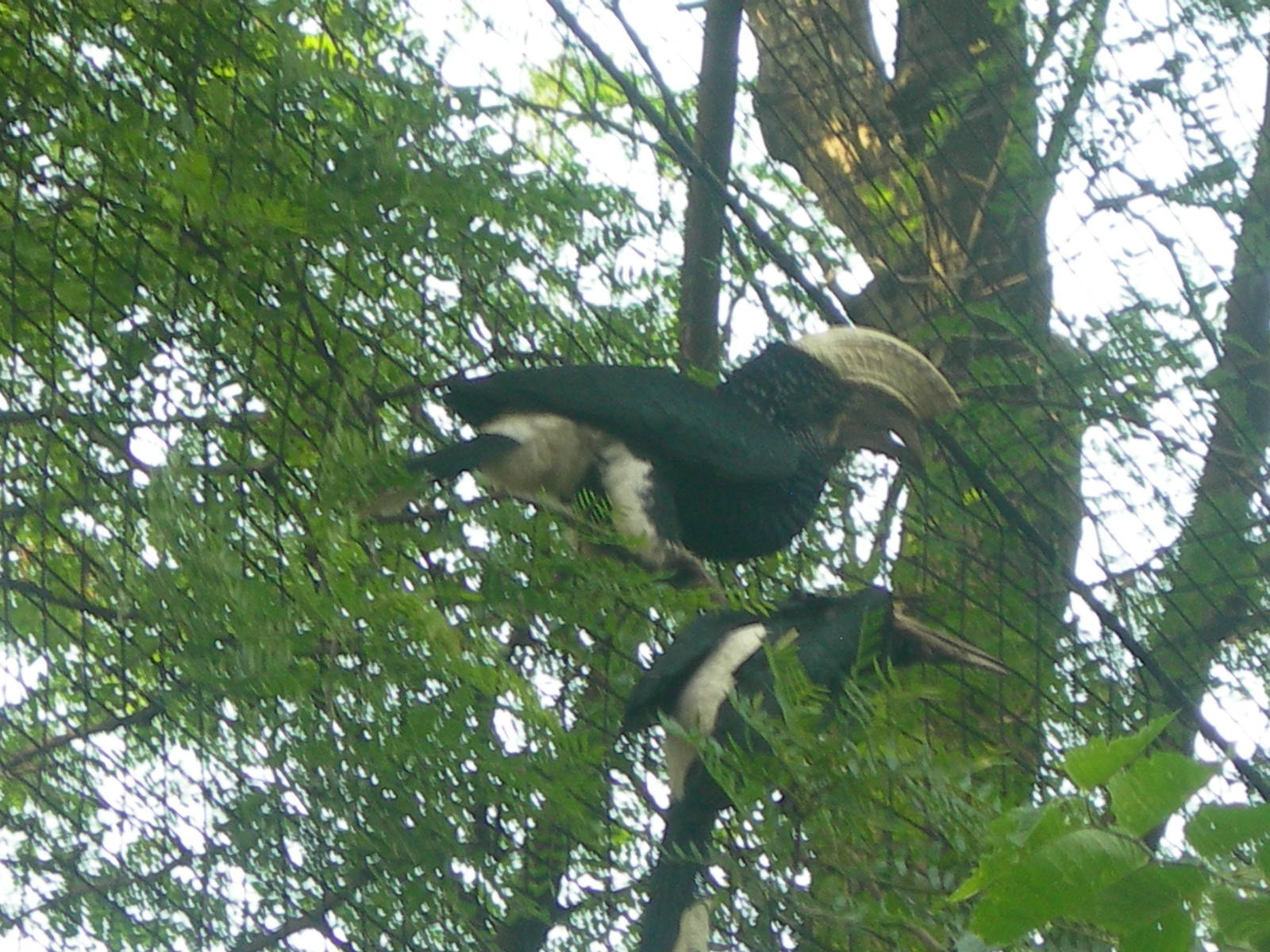 Silvery-cheeked Hornbill