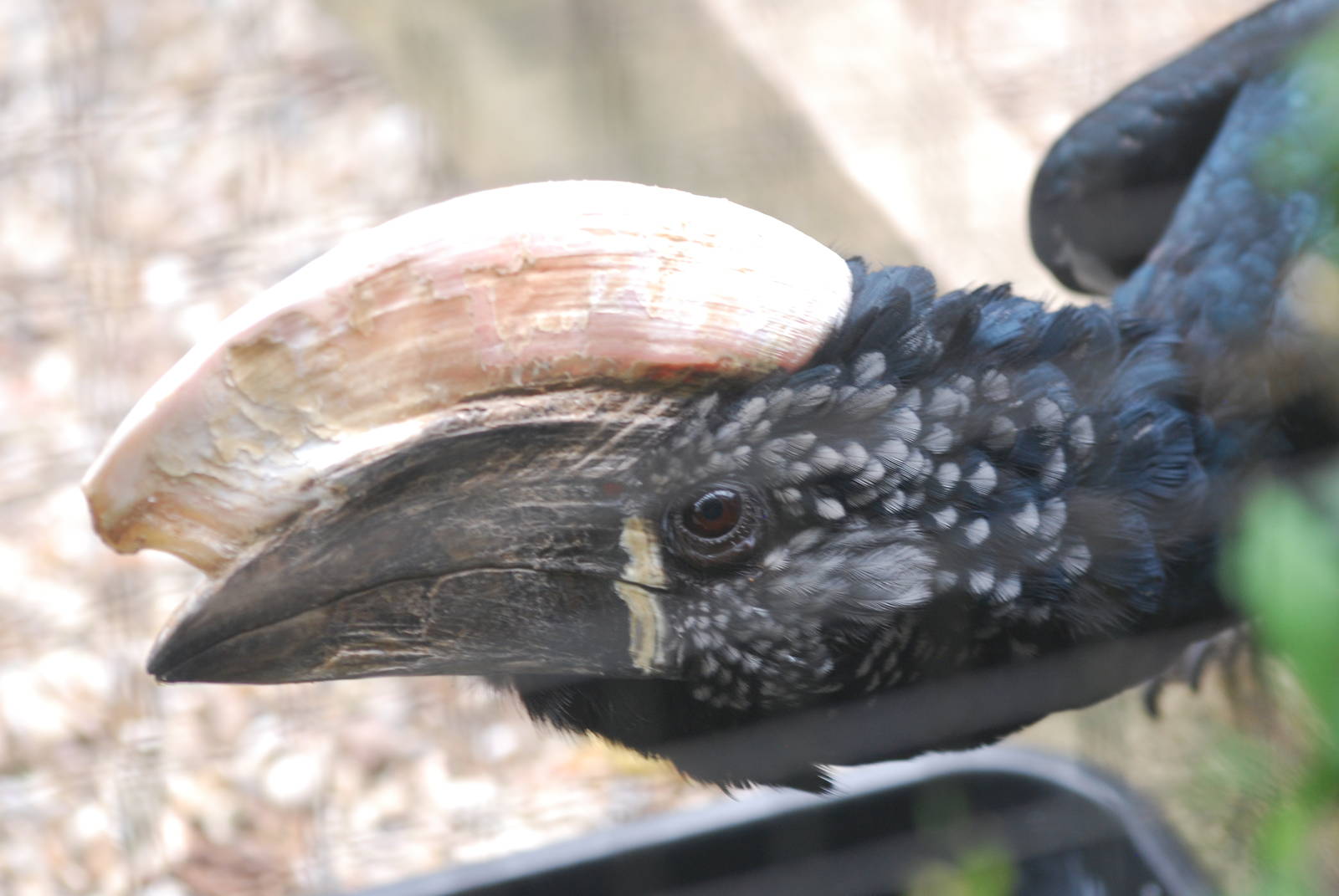Silvery-cheeked hornbill
