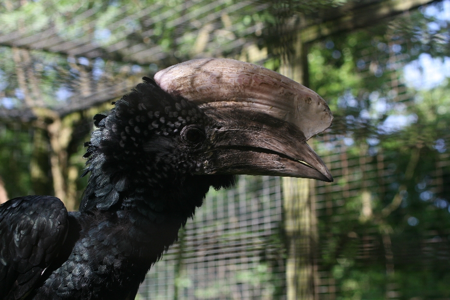 Silvery-cheeked Hornbill