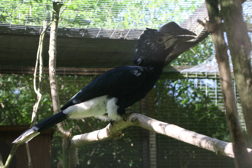Silvery-cheeked Hornbill