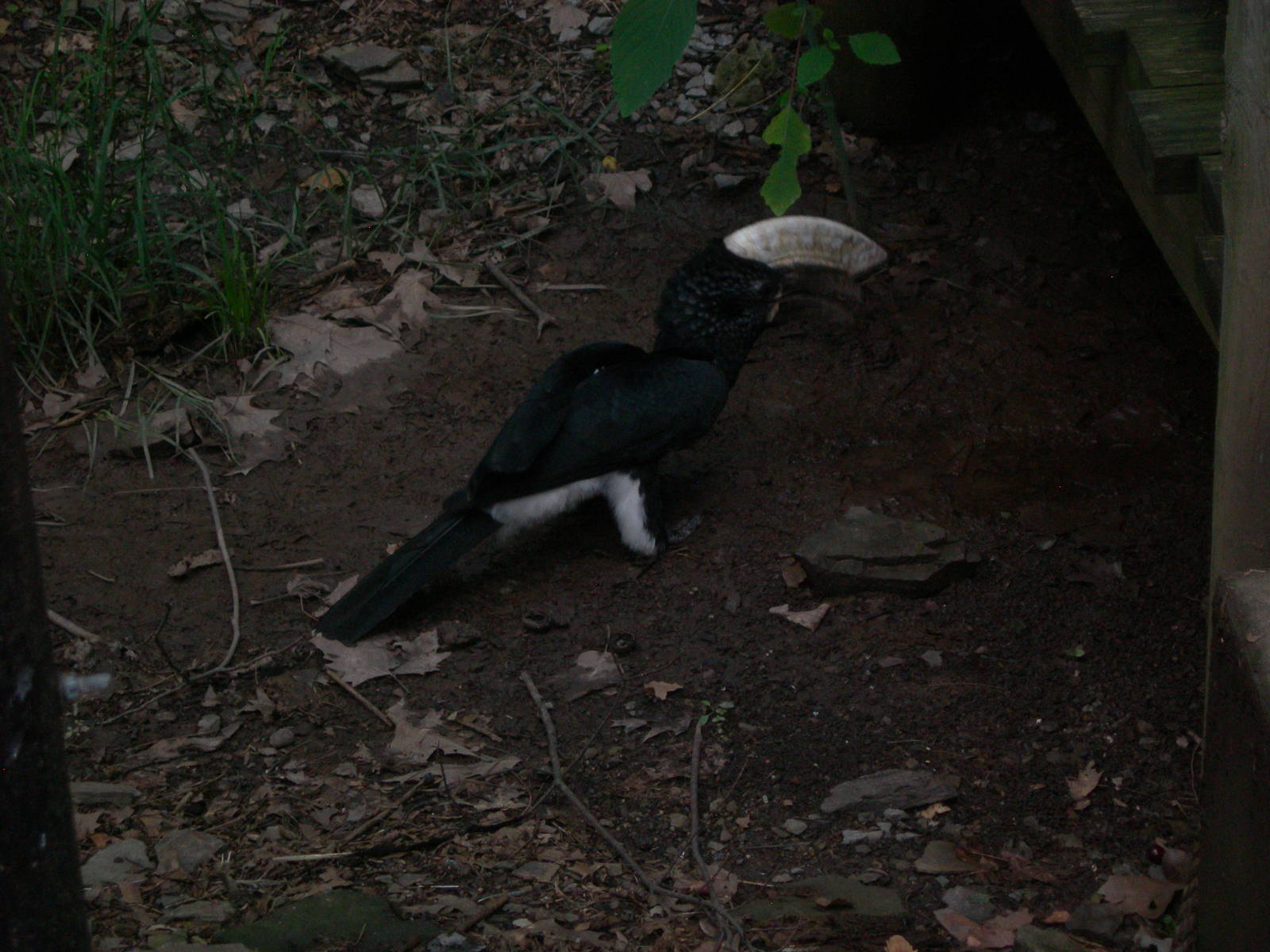 Silvery Cheeked Hornbill