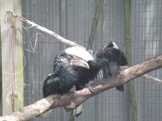 Silvery-Cheeked Hornbill