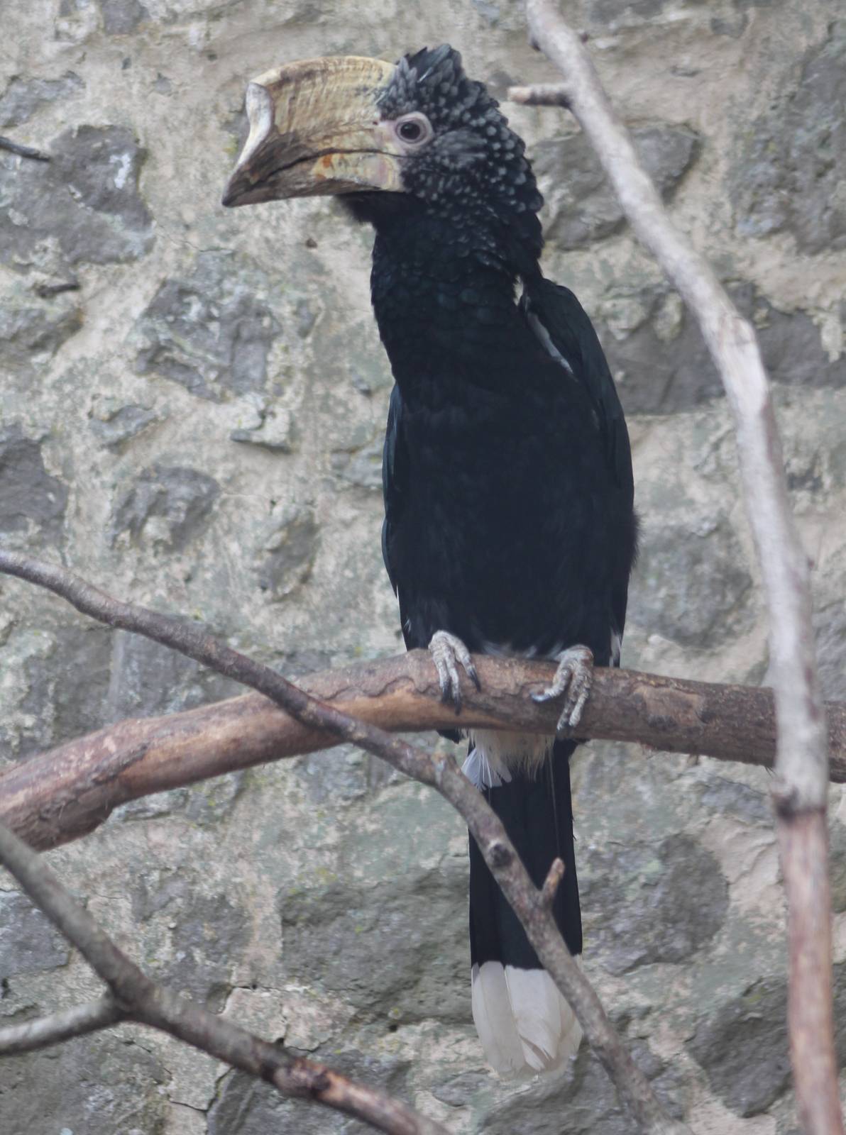 Silvery-cheeked hornbill