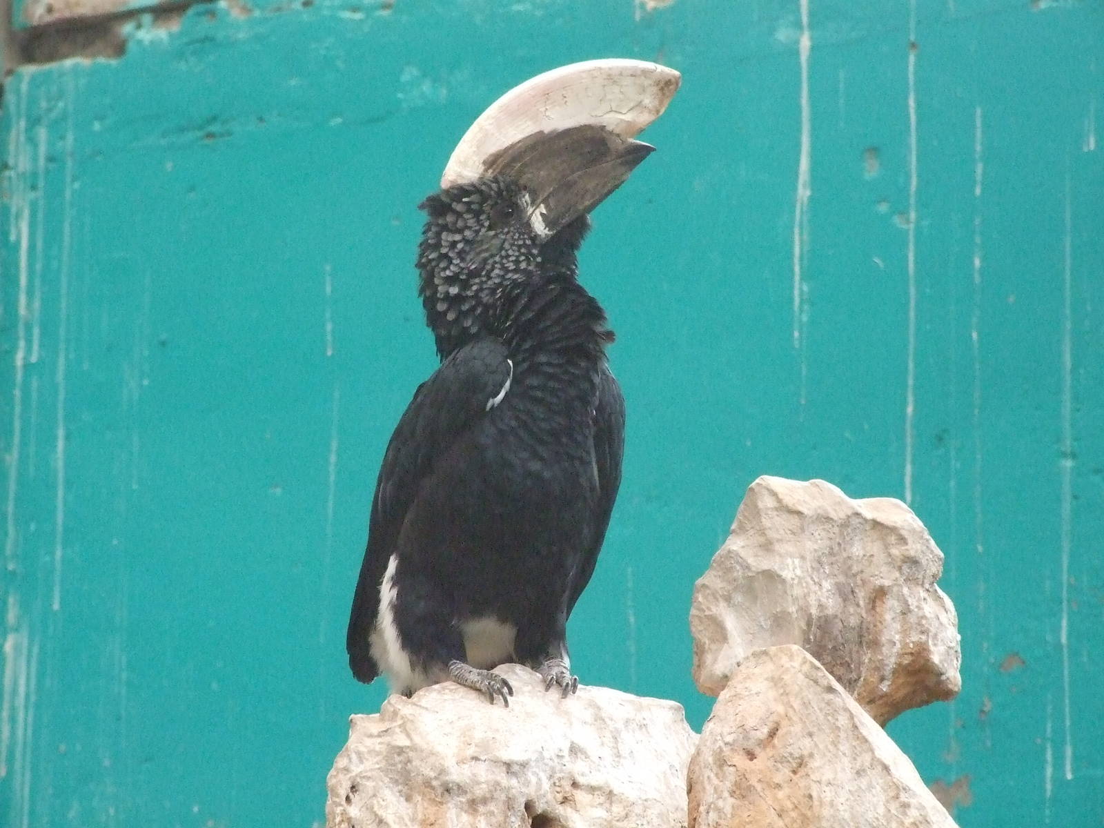 Silvery-cheeked hornbill