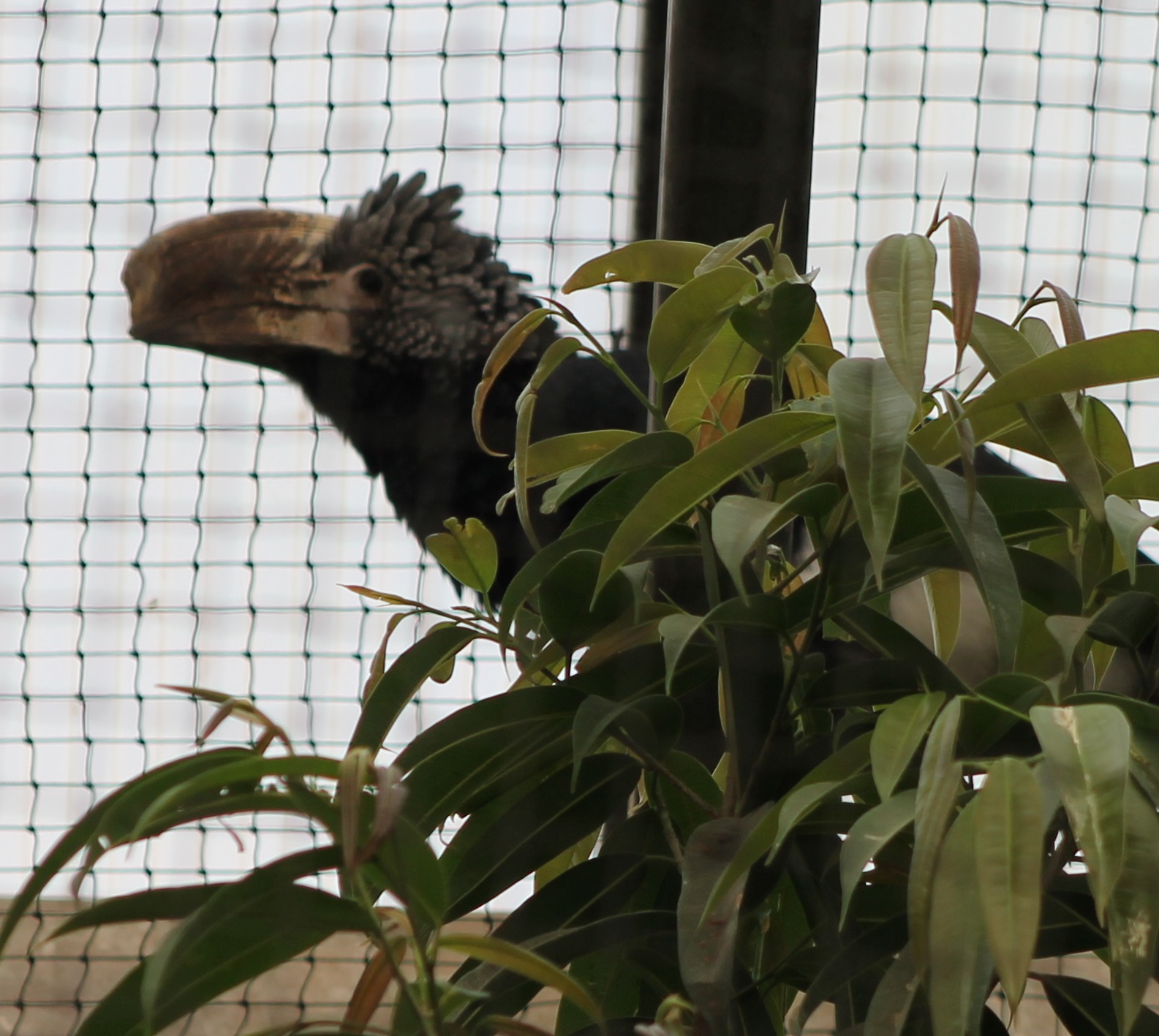Silvery-cheeked hornbill