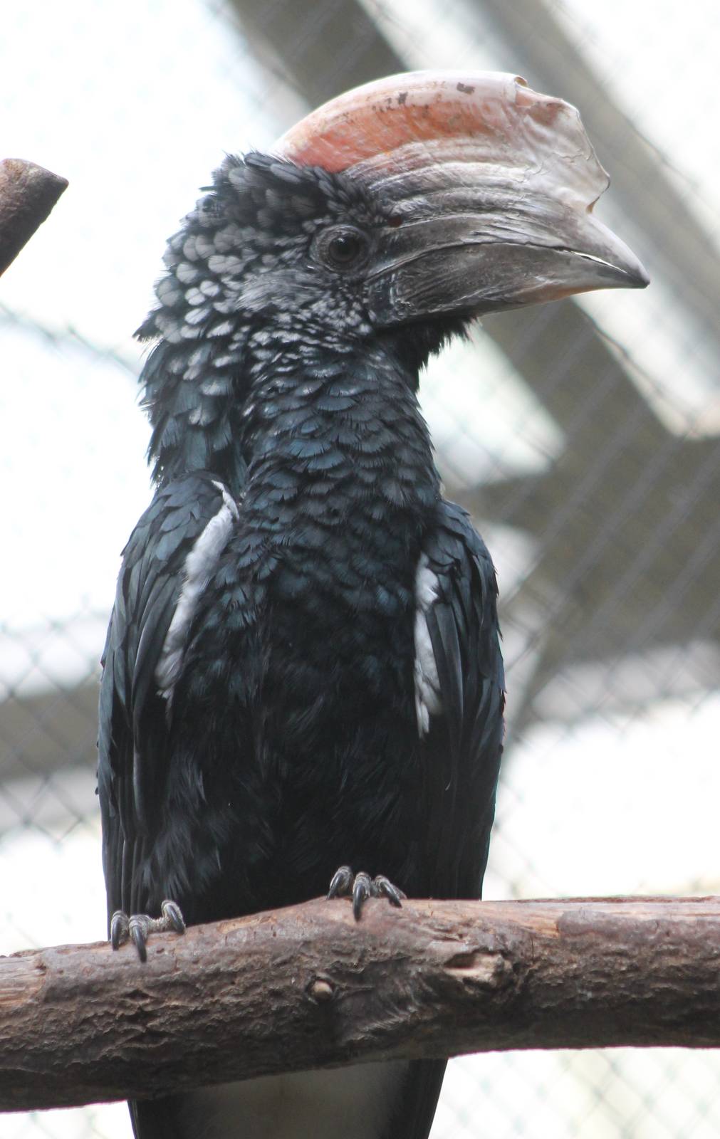 Silvery-cheeked hornbill