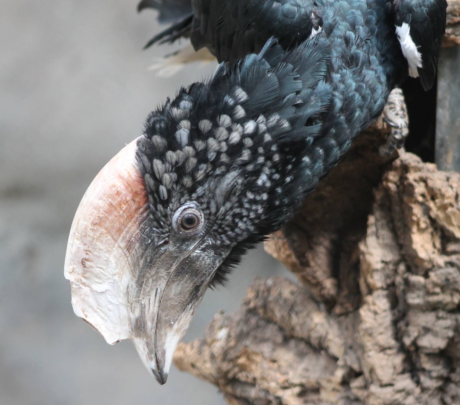 Silvery-cheeked hornbill