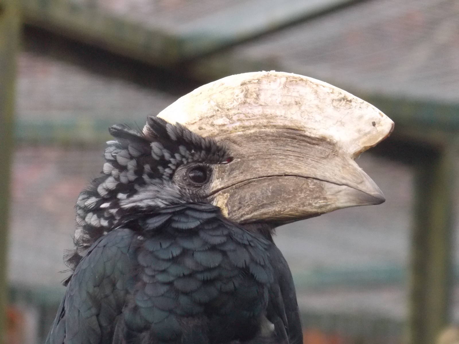 Silvery-cheeked Hornbill