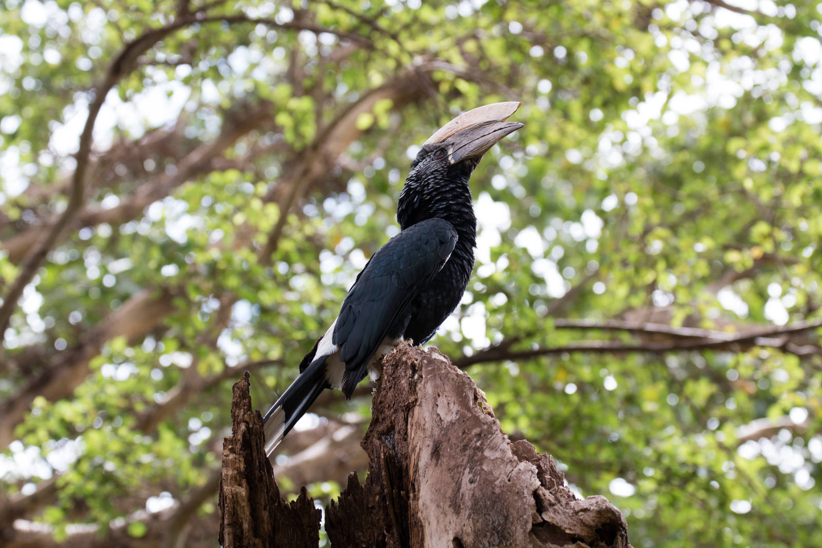 Silvery-cheeked Hornbill