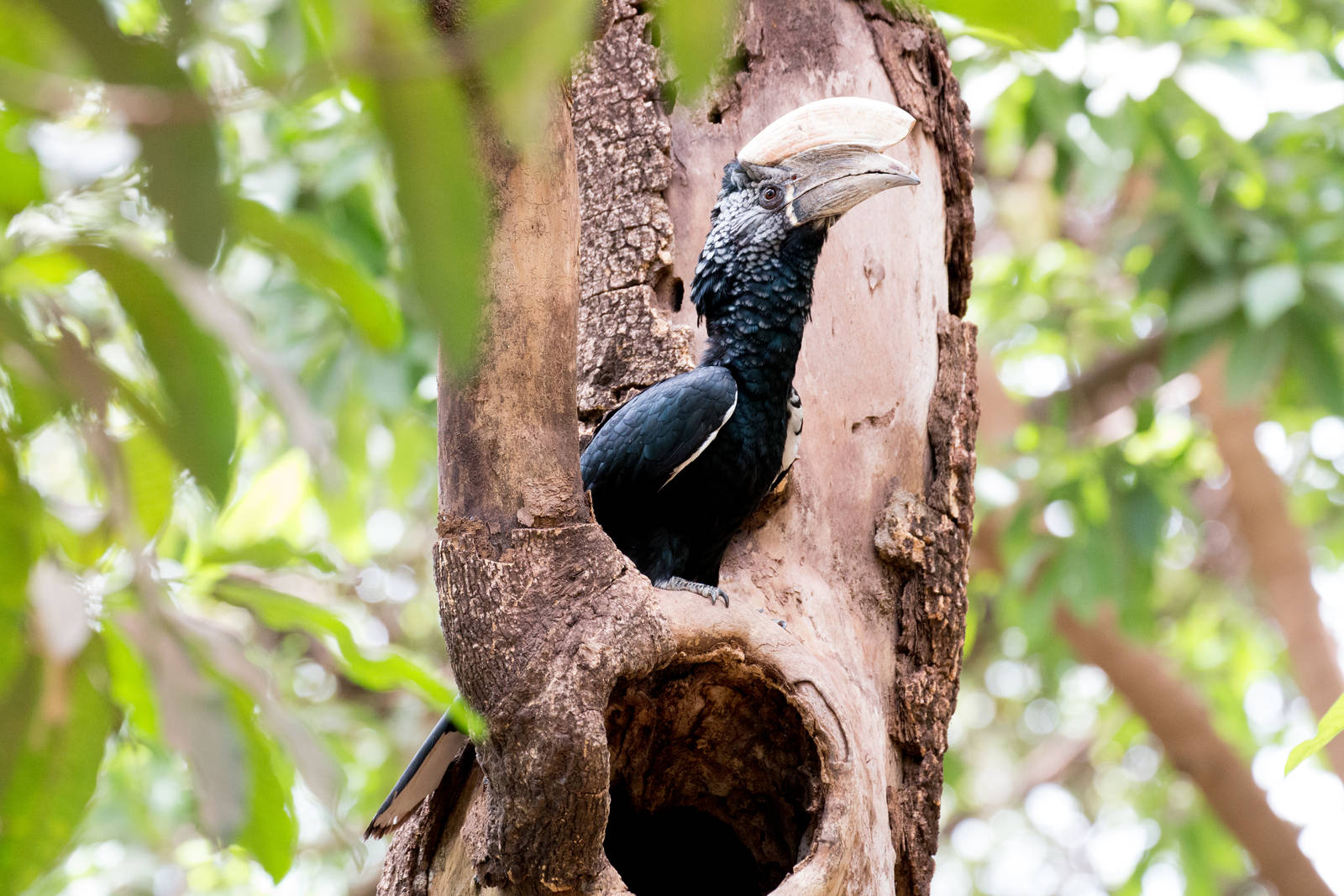 Silvery-cheeked Hornbill