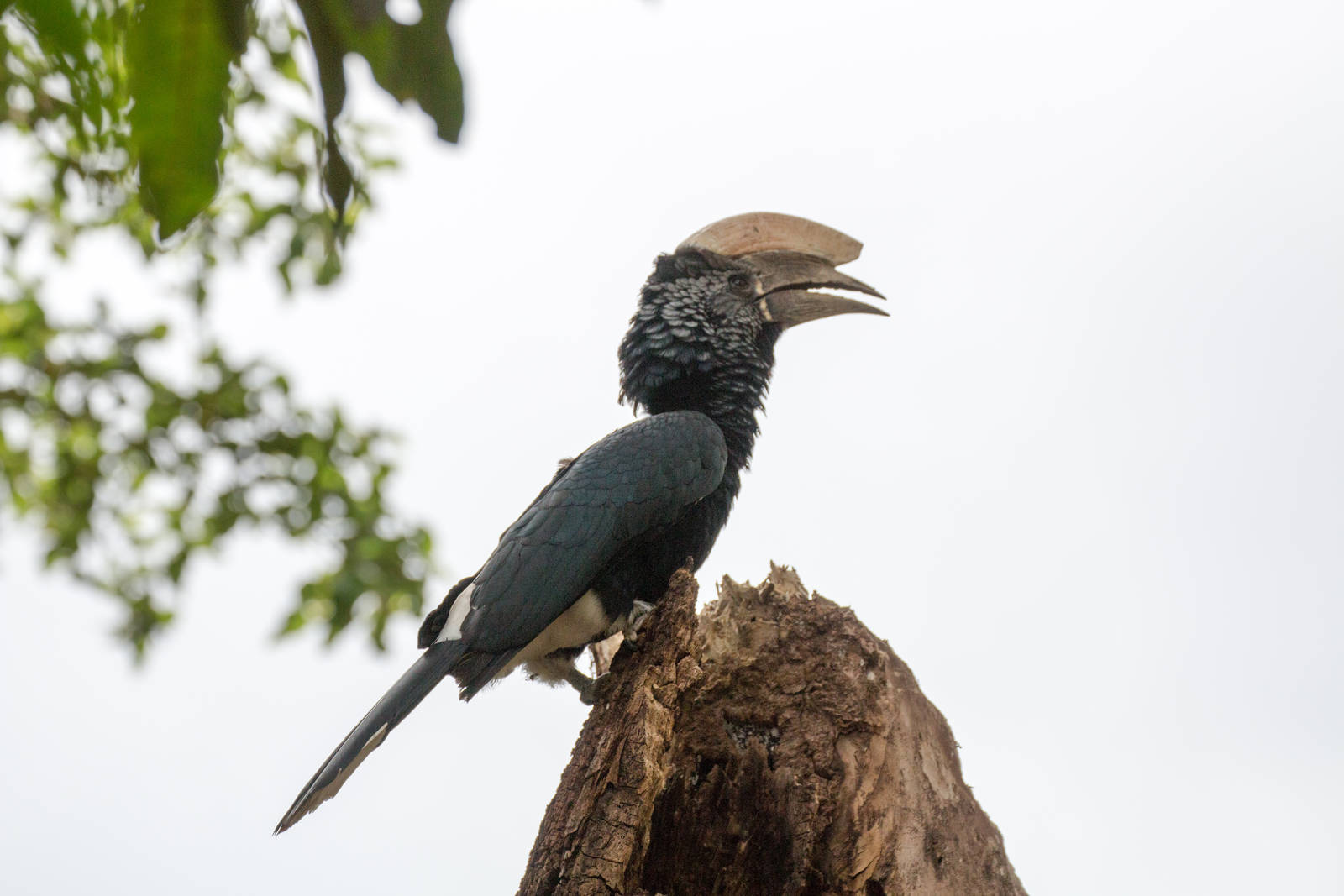 Silvery-cheeked Hornbill