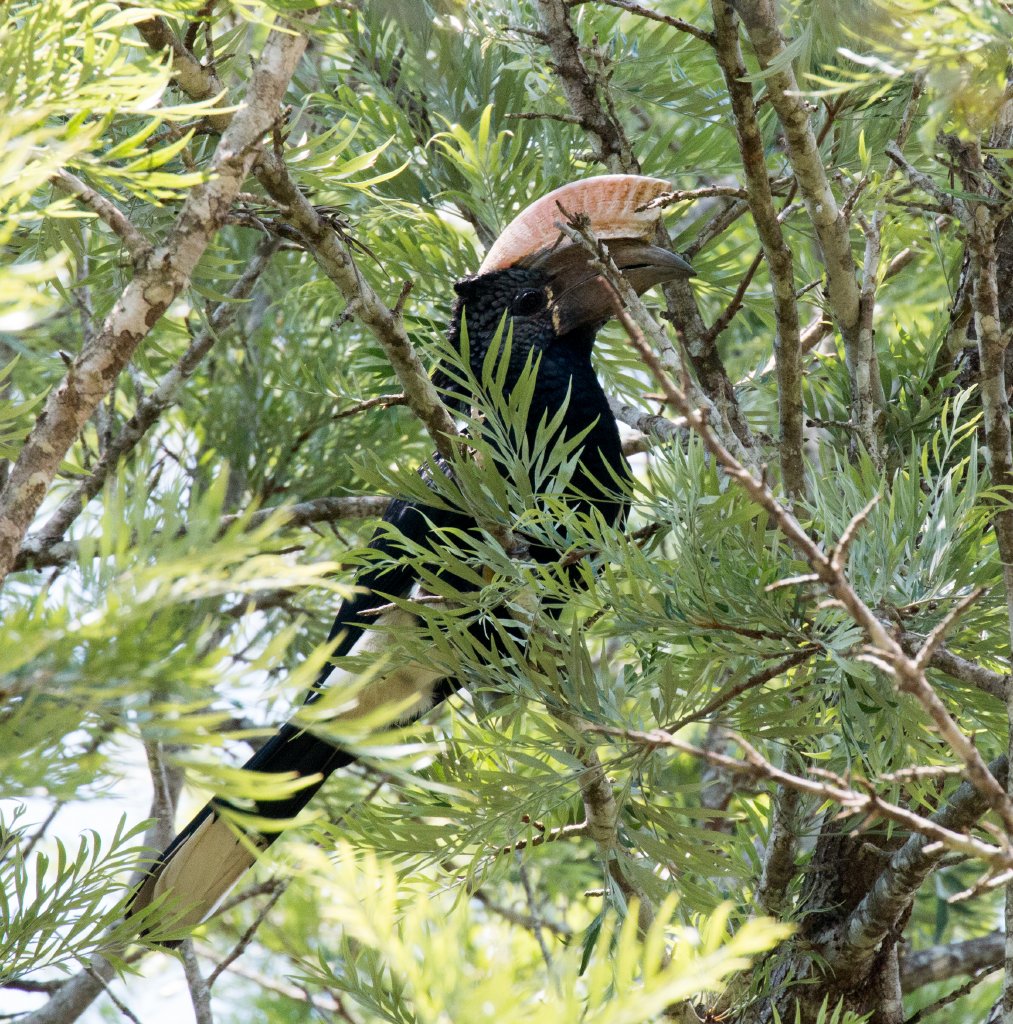 Silvery-cheeked Hornbill