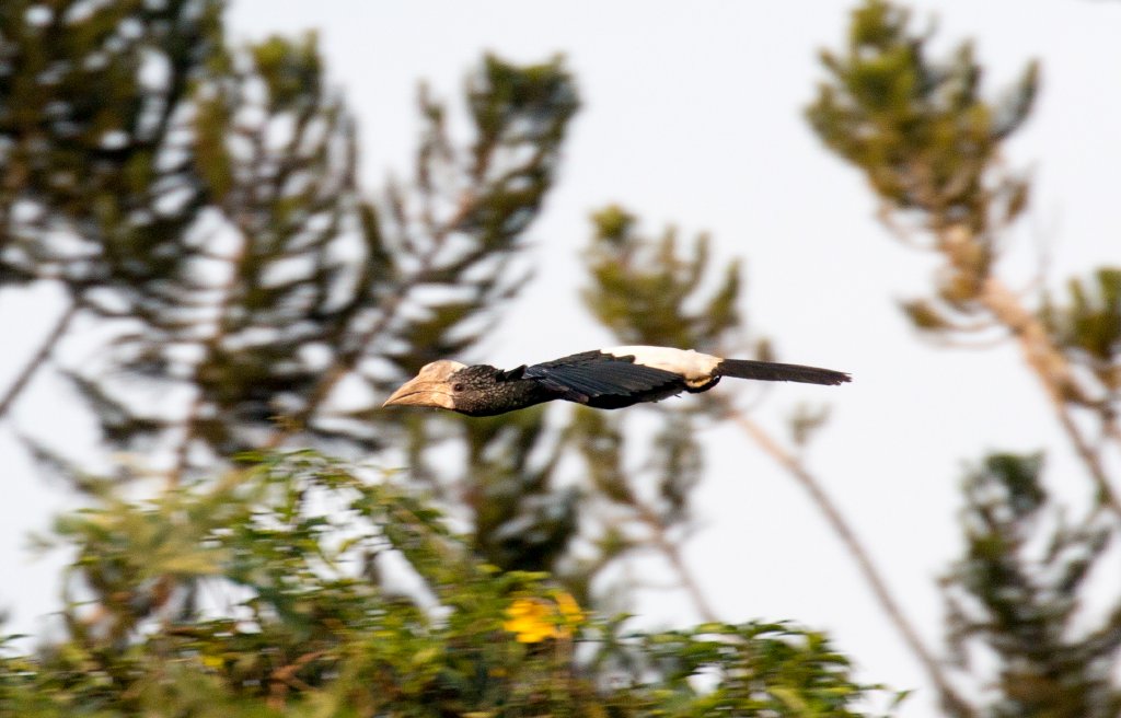 Silvery-cheeked Hornbill