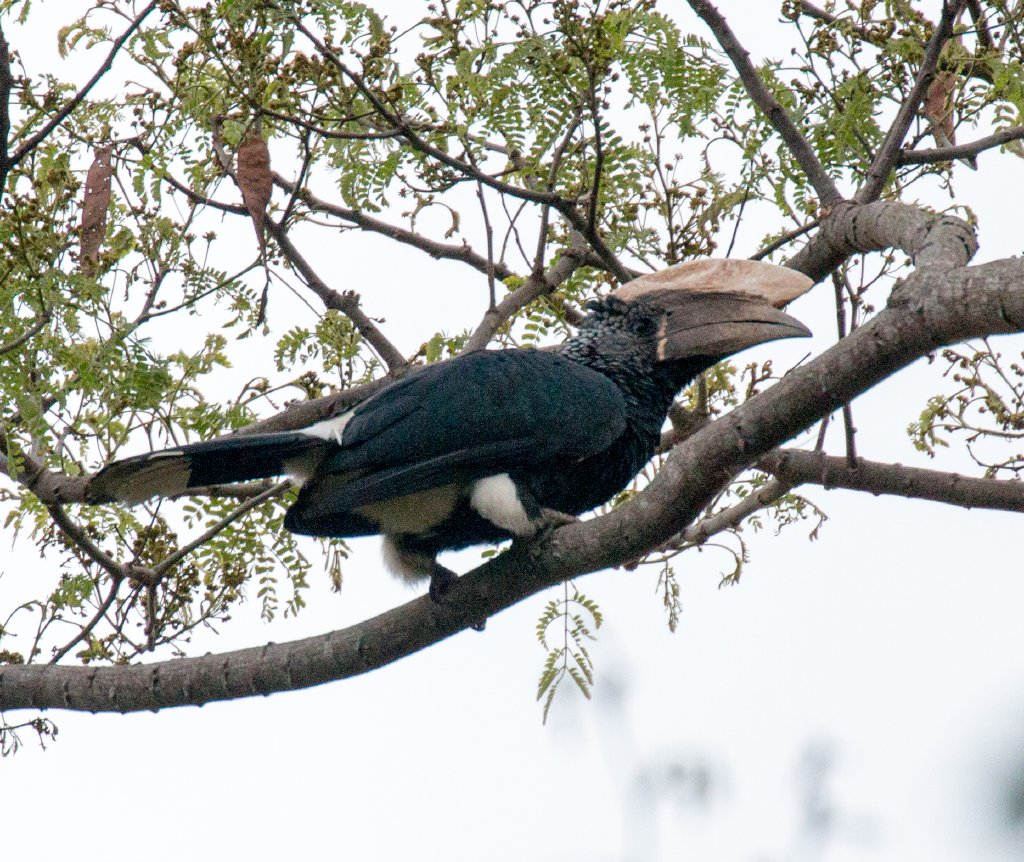 Silvery-cheeked Hornbill