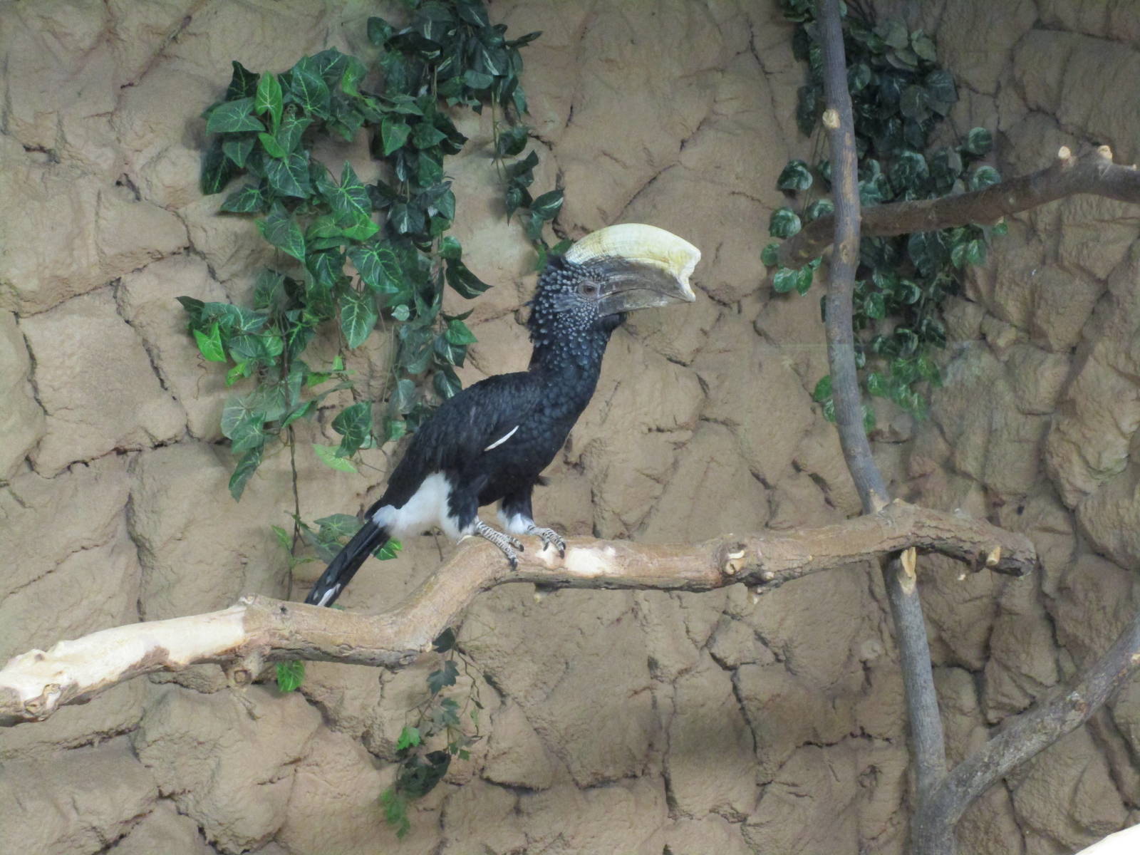Silvery Cheeked Hornbill