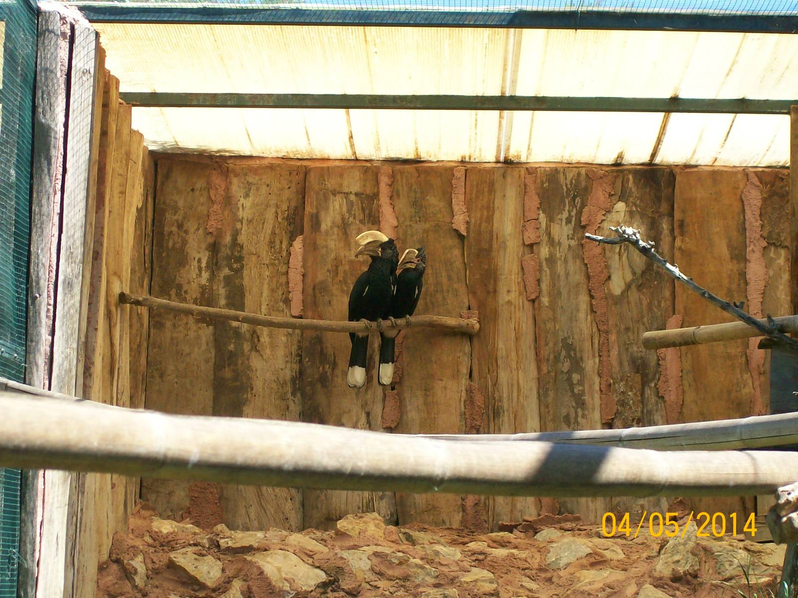 Silvery-cheeked hornbill