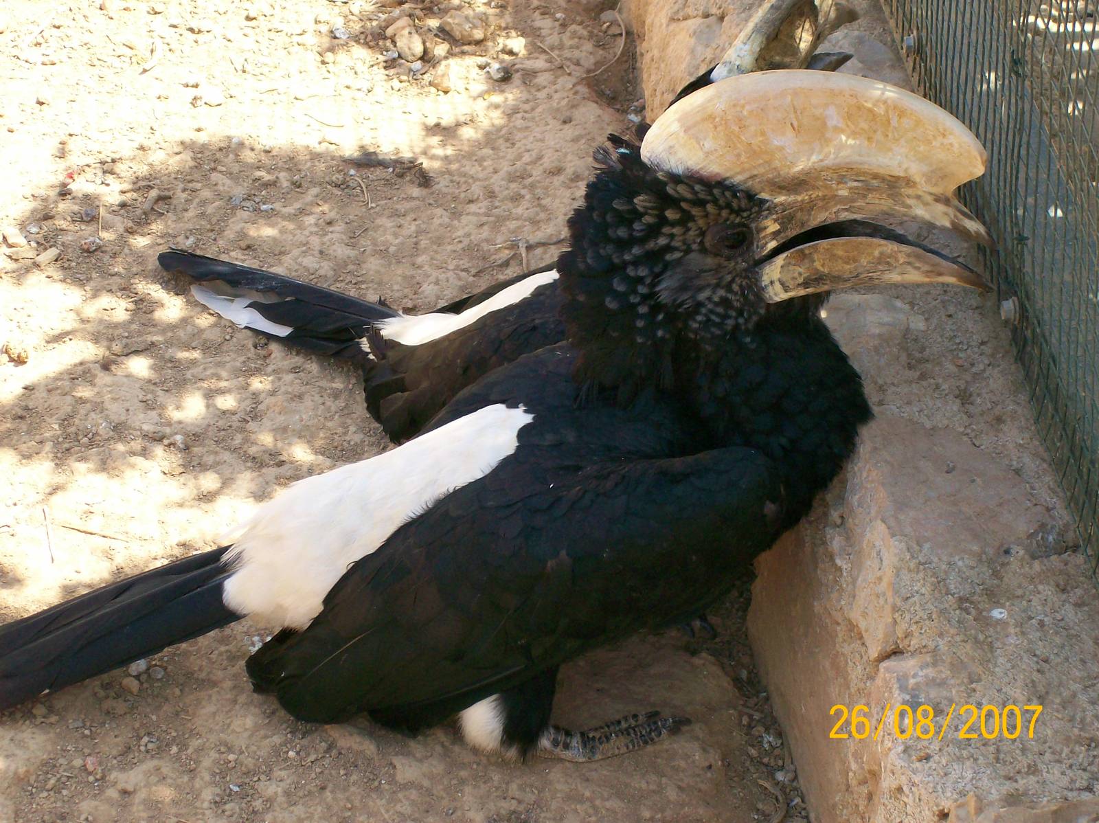 Silvery-cheeked hornbill