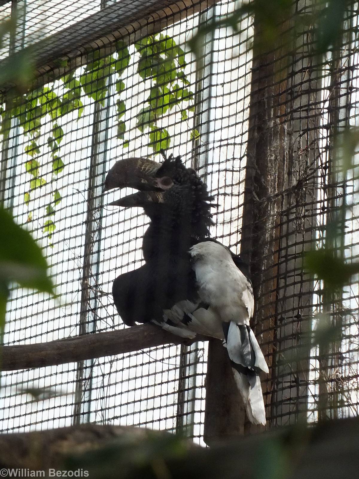 Silvery Cheeked Hornbill