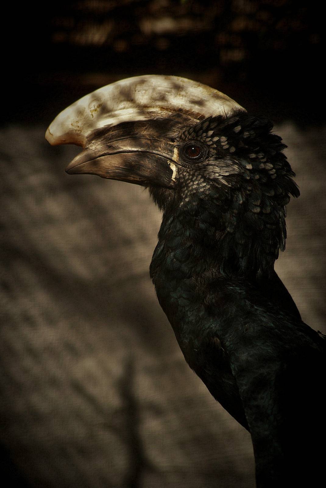 Silvery-cheeked hornbill