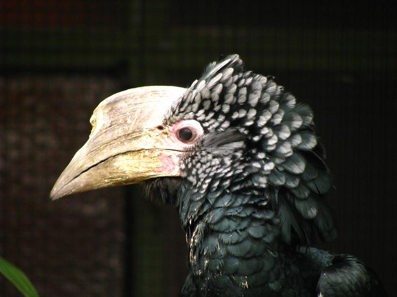 Silvery-cheeked Hornbill