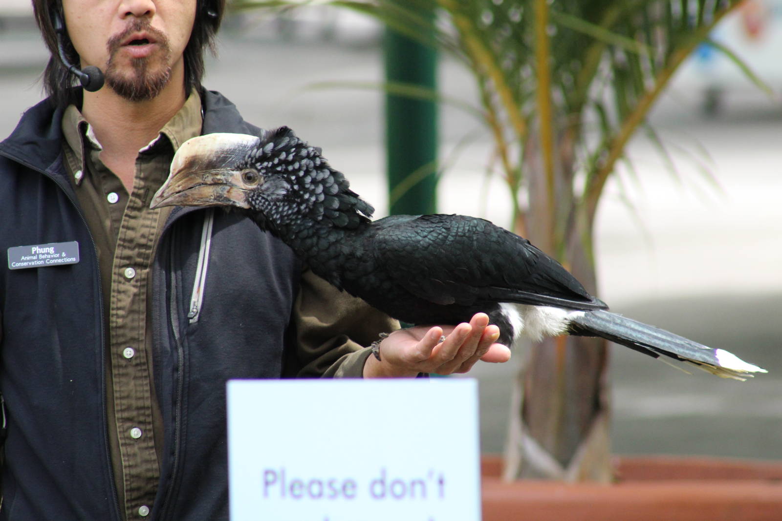 Silvery-Cheeked Hornbill