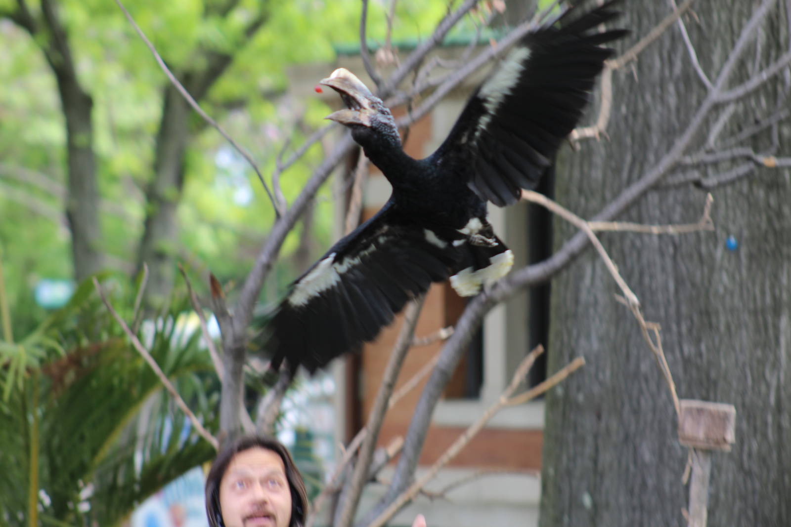 Silvery-Cheeked Hornbill